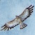 hawks