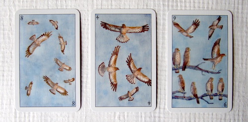 hawks